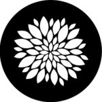 Chrysanthemum (4) B